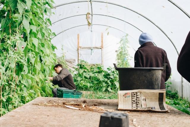 Gardening on a Budget: Creative Ideas for a Lush Landscape