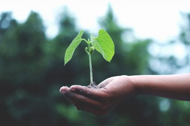 Getting Your Garden Ready for the Summer: 6 Things You Shouldn't Forget