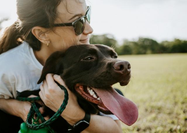 SPLIT VS. WHOLE ELK ANTLERS: WHICH ONE IS BEST FOR YOUR DOG?