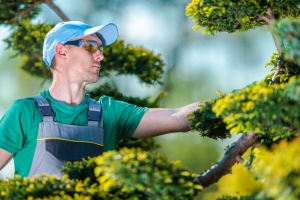 Professional Tree Service: Your Property's Green Investment Professional Tree Service: Your Property's Green Investment